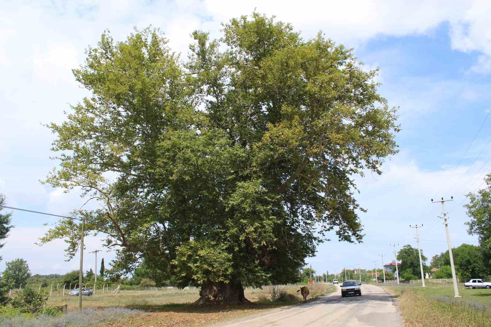 SAMSUN'UN ÇARŞAMBA İLÇESİNE BAĞLI KIZILOT MAHALLESİ'NDE BULUNAN ÇINAR AĞACI, 700 YILDIR DİMDİK AYAKTA DURUYOR