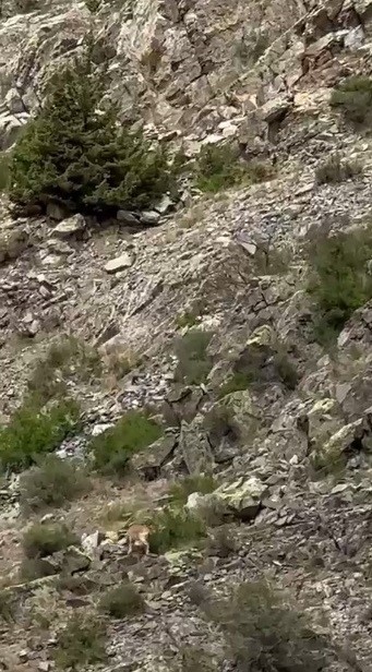 ERZURUM'UN İSPİR İLÇESİ YEŞİLYURT MAHALLESİ'NDE YABAN KEÇİLERİ GÖRÜLDÜ. KEÇİLERİN RAHAT TAVIRLARI GÖRENLERİ ŞAŞKINA ÇEVİRDİ
