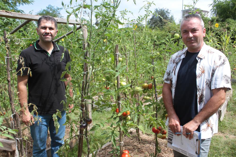 ORDU'DA 151 YILLIK GEÇMİŞİ OLAN ATA TOHUMLARINI KULLANARAK OLUŞTURDUKLARI BAHÇEDE 82 FARKLI ÇEŞİT DOMATES ÜRETİMİ YAPAN MURAT YILMAZ VE HÜSEYİN DUMAN, ELDE ETTİKLERİ TOHUMLARI ÜCRETSİZ BİR ŞEKİLDE ÜRETİCİLERE TEMİN EDİY