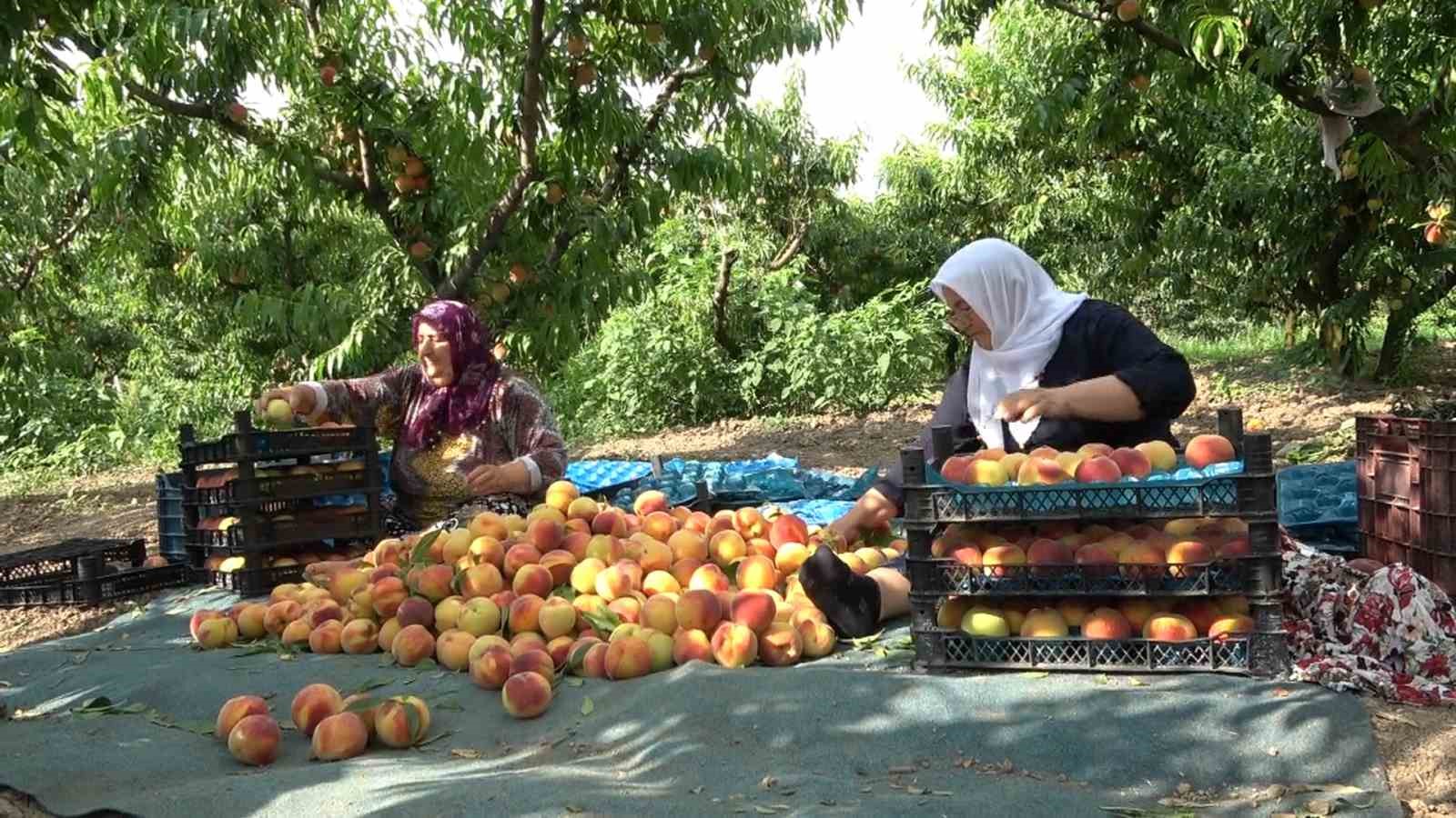 SAMSUN'UN ÇARŞAMBA OVASI'NDA ŞEFTALİ HASADI BAŞLARKEN, ÜRETİCİLER BU YIL REKOLTENİN DÜŞÜK, KALİTENİN İSE İYİ OLDUĞUNU SÖYLEDİ