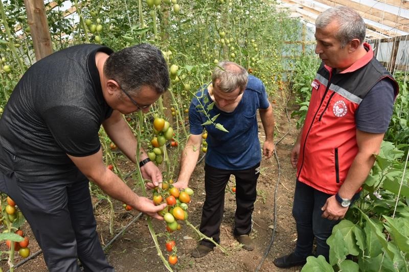 ORDU İL TARIM VE ORMAN MÜDÜRÜ KEMAL YILMAZ, SON YILLARDA ARTAN DESTEKLER İLE BİRLİKTE ÖRTÜ ALTI YETİŞTİRİCİLİĞİNİN 2014 YILINDAN BU YANA YÜZDE 80 ARTTIĞINI SÖYLEDİ