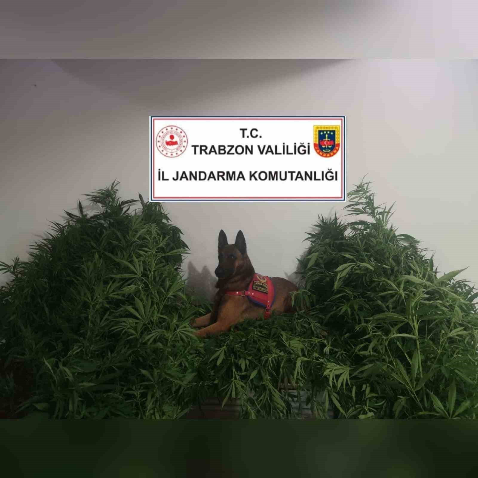 TRABZON'UN ARSİN İLÇESİNDE JANDARMA EKİPLERİ TARAFINDAN GERÇEKLEŞTİRİLEN KENEVİR OPERASYONUNDA 2 KİŞİ GÖZALTINA ALINDI