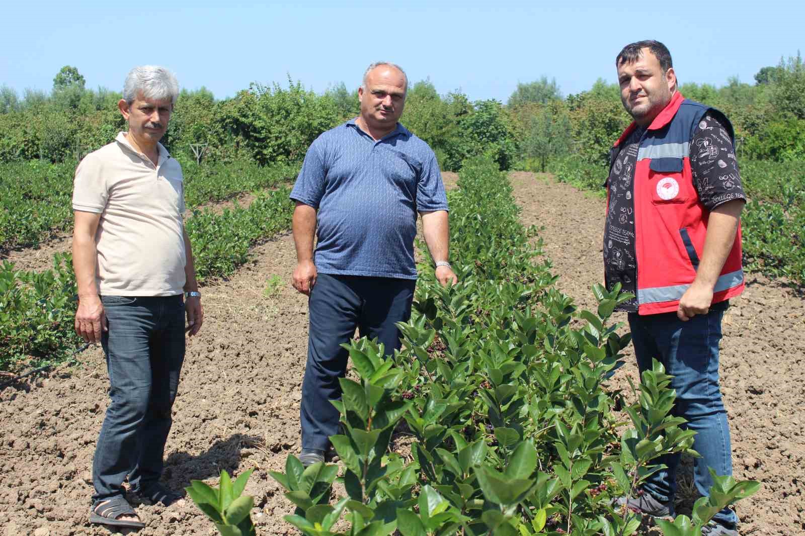 SAMSUN'UN ÇARŞAMBA OVASI'NDA GELECEĞİN GÖZDE MEYVESİ ARONYA YETİŞTİRİCİLİĞİ YAYGINLAŞIYOR