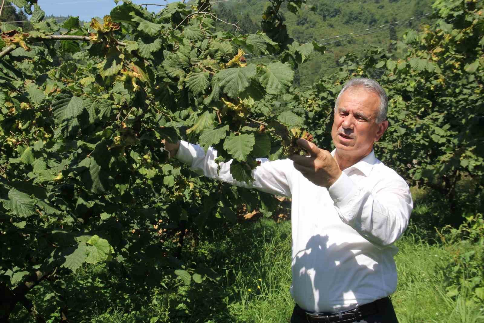 TRABZON TİCARET BORSASI BAŞKANI EYYÜP ERGAN, AÇIKLANAN FİYATIN PİYASA ŞARTLARINA GÖRE UYGUN OLDUĞUNU BELİRTEREK ÜRETİCİLERİMİZİN ÖZELLİKLE HASATTAN SONRA KURUTMA VE DEPOLAMA İŞLEMİNE HASSASİYET GÖSTERMELERİNİ İSTEDİ