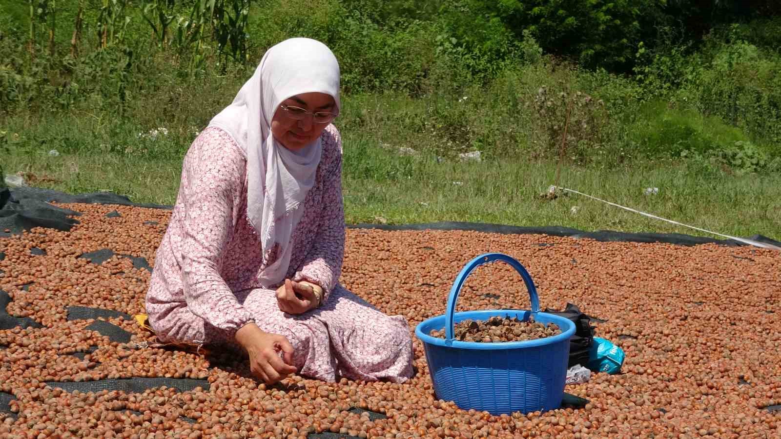 ORDU'DA ÜRETİCİLERİN ZORLU FINDIK KURUTMA MESAİSİ BAŞLADI