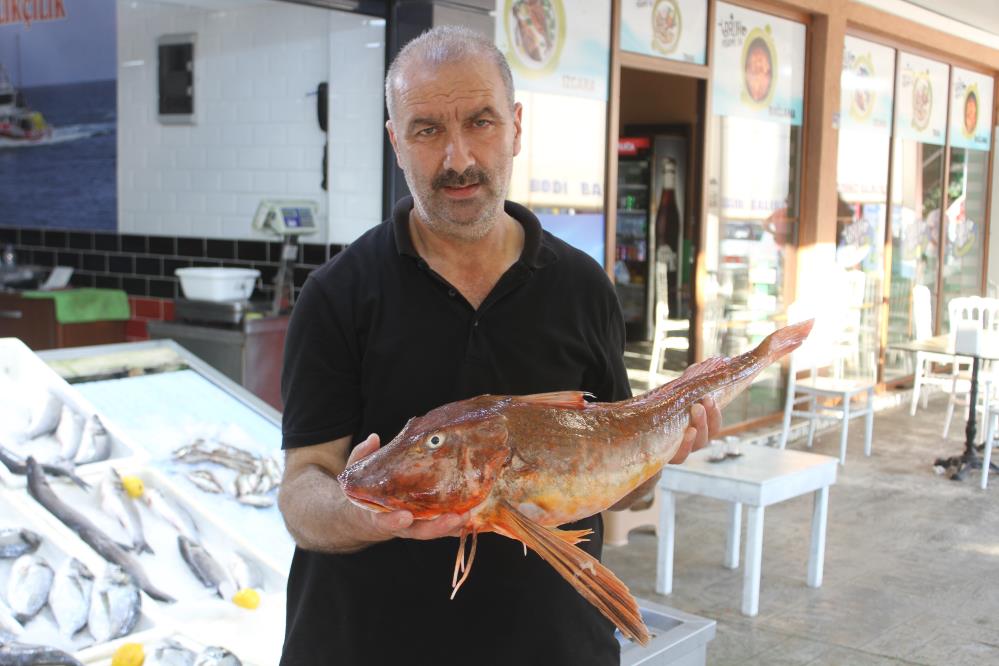 ORDU'DA MEZGİT AVI YAPAN BALIKÇILARIN AĞINA ARTIK AZ RASTLANAN 5 KİLOGRAMLIK KIRLANGIÇ BALIĞI TAKILDI. BALIĞIN KİLOGRAM FİYATININ YAKLAŞIK 500 TL OLDUĞU BELİRTİLDİ