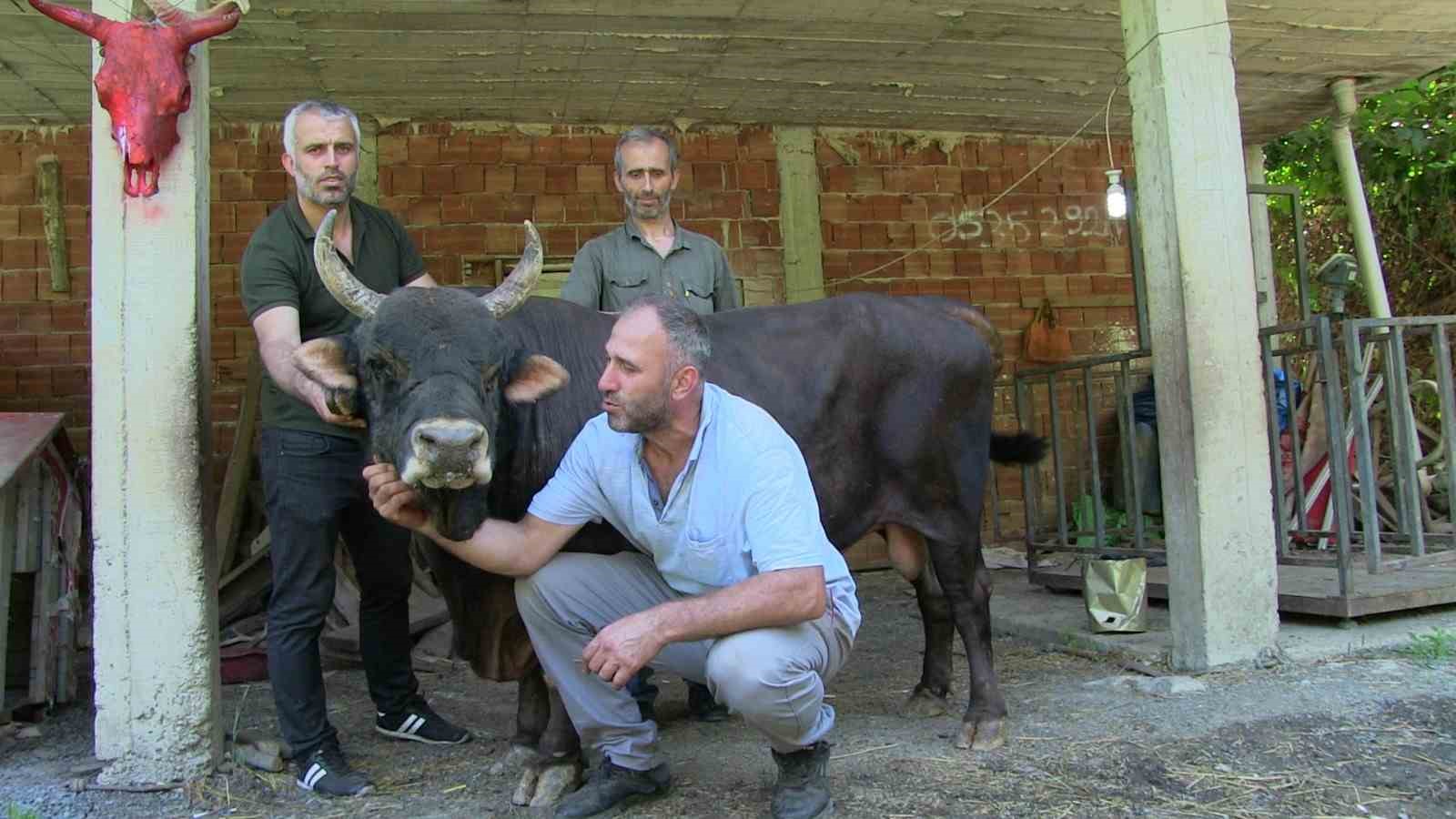 ARTVİN'DE BOĞACILIKLA UĞRAŞAN EBUBEKİR KAMBUR, BİRÇOK ŞAMPİYONLUKLARI BULUNAN 24 YAŞINDAKİ "ŞİMŞEK" İSİMLİ BOĞASINA GÖZÜ GİBİ BAKIYOR.24 YAŞINDAKİ ŞAMPİYON BOĞA SAHİBİ NE DERSE ANLIYOR
