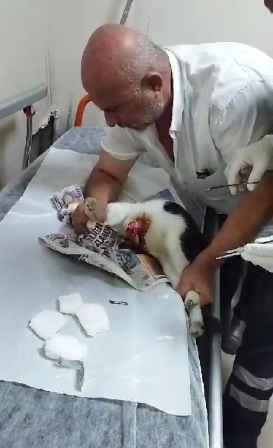 TRABZON'UN ARAKLI İLÇESİNDE DUYARLI BİR VATANDAŞ YARALI GÖRDÜĞÜ KEDİYİ TEDAVİ ETTİRMEK İÇİN VETERİNER BULAMAYINCA KUCAĞINA ALARAK HASTANEYE GÖTÜRDÜ