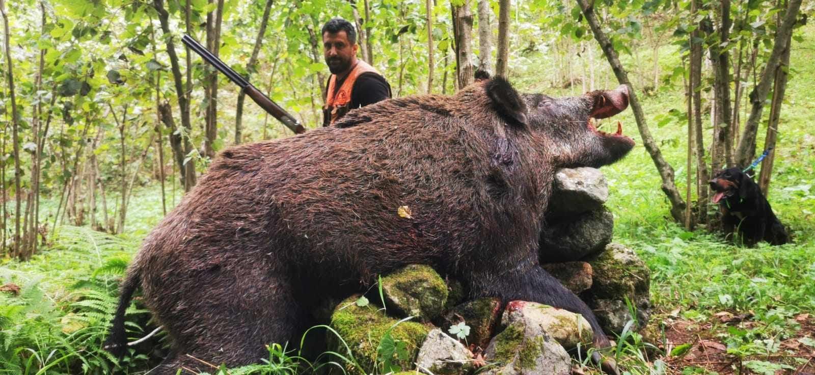 TRABZON'UN ARAKLI İLÇESİNDE 2023 - 2024 KARA AV SEZONUNUN BAŞLAMASIYLA BİRLİKTE AVA ÇIKAN BİR GRUP AVCI, 300 KİLOLUK DOMUZ AVLADI