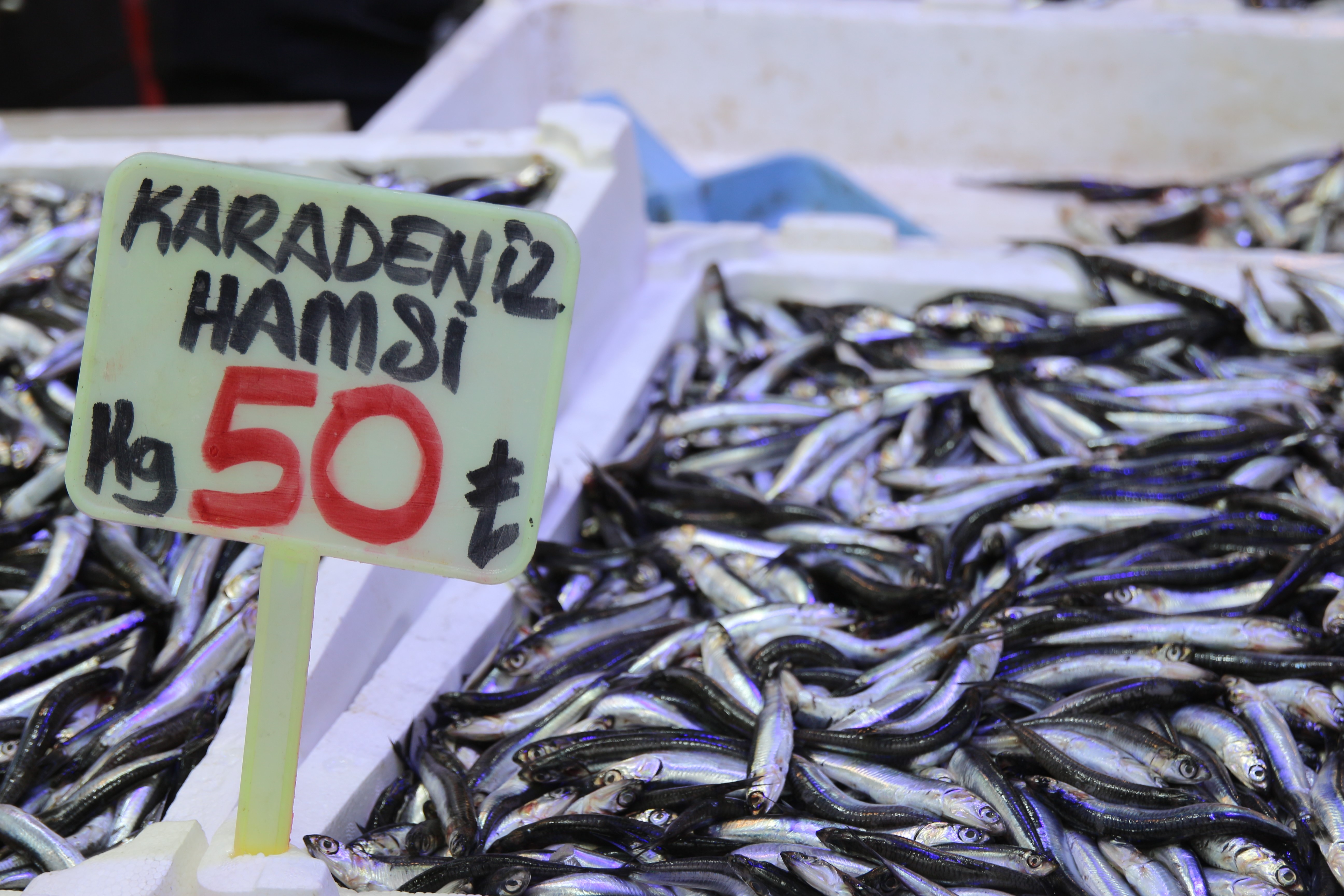 PALAMUT OLMAYINCA KRALLIK HAMSİYE KALDI. HAMSİNİN KİLOGRAM FİYATI 50 TL ' YE KADAR DÜŞTÜ