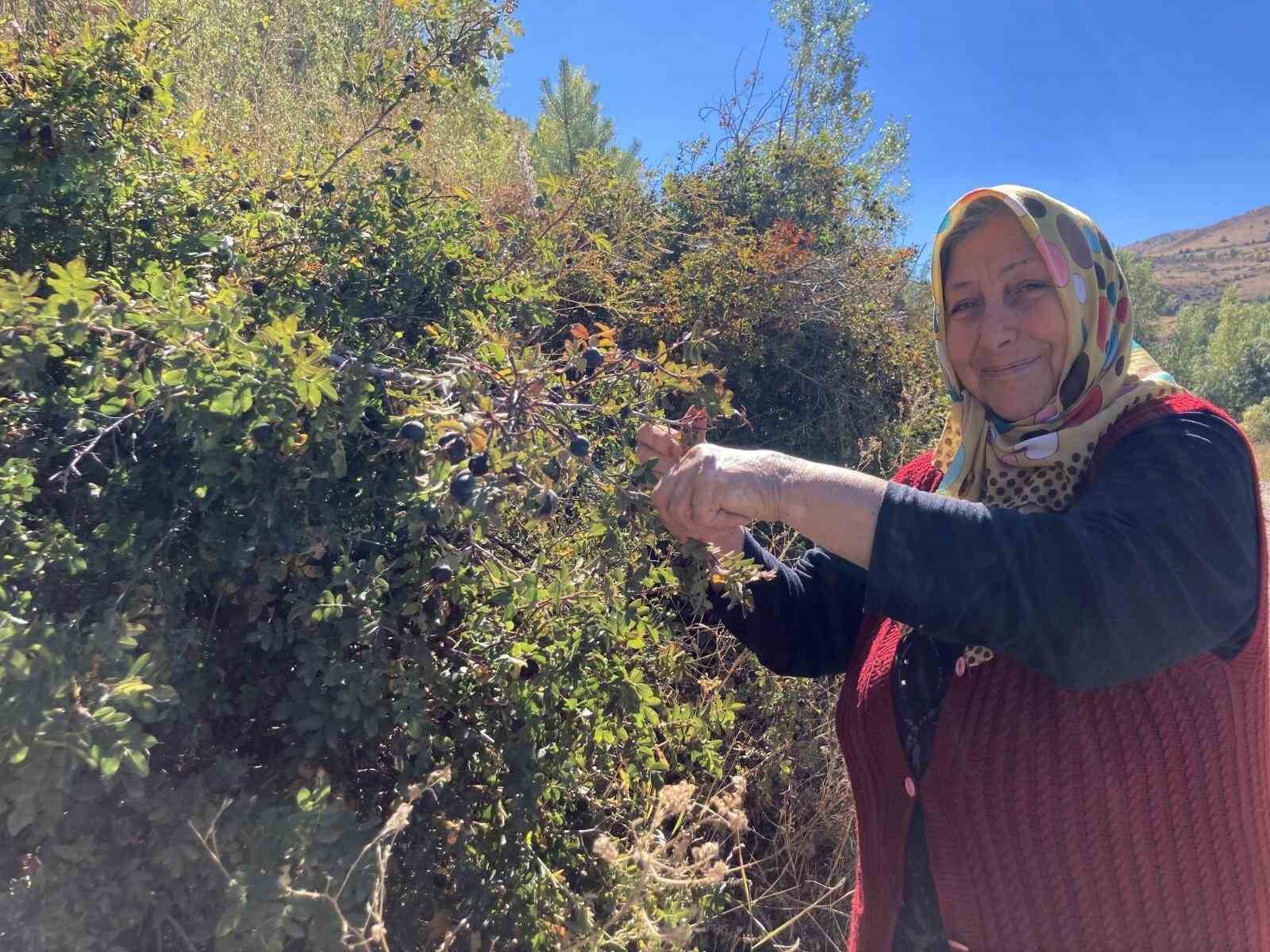 BAYBURT'TA KIŞ MEVSİMİNE AZ BİR ZAMAN KALA KUŞBURNU, EKŞİ, ALIÇ, DAĞ ARMUTU, YÖRE HALKI TARAFINDAN KOYUNGÖZÜ OLARAK BİLİNEN SİYAH KUŞBURNU GİBİ YABANİ MEYVELER TOPLANMAYA BAŞLANDI
