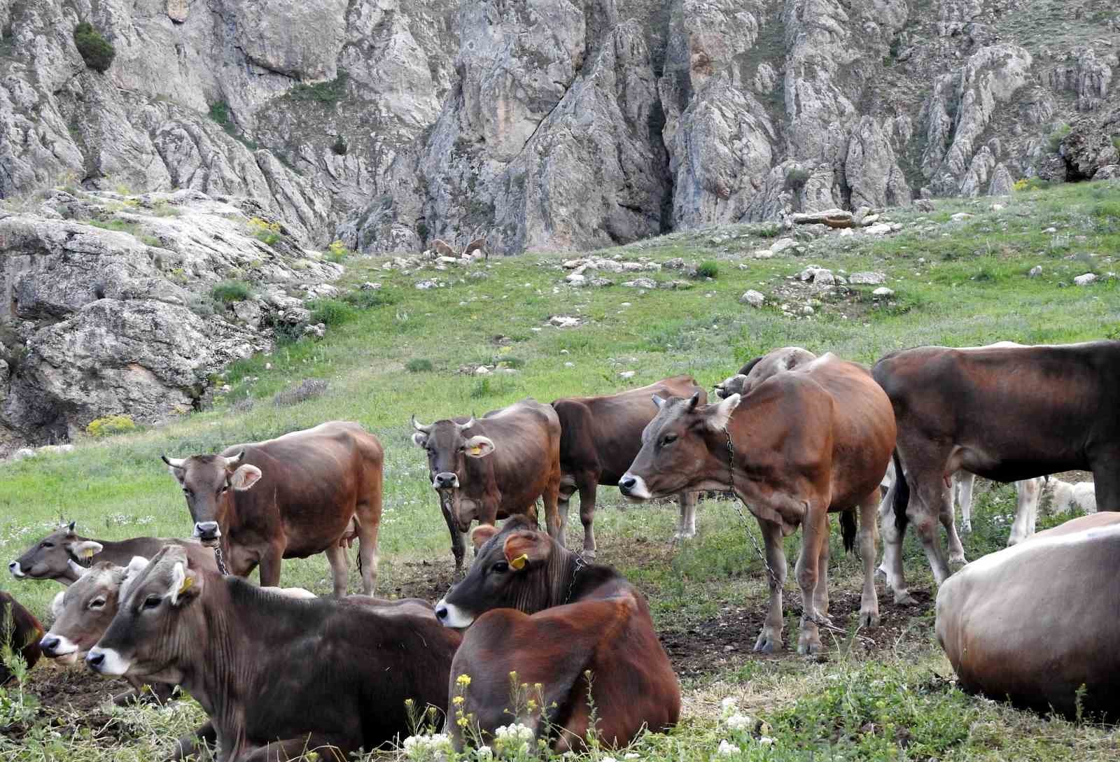 RİZE’NİN İKİZDERE İLÇESİNDE SAT-2 SEROTİPİ ŞAP HASTALIĞI GÖRÜLMESİ NEDENİYLE 4 BİN 41 HAYVANA ŞAP AŞISI YAPILDI