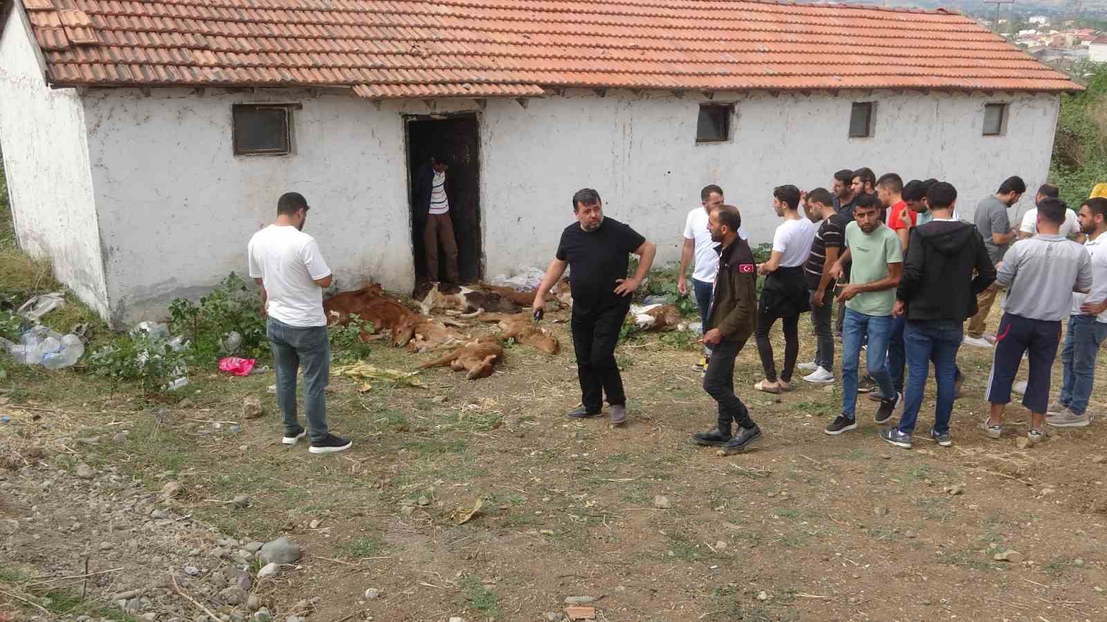 SAMSUN'UN BAFRA İLÇESİNDE HENÜZ BİLİNMEYEN BİR ŞEKİLDE AHIRDA BULUNAN 15 BUZAĞIDAN 11'İ TELEF OLDU, 4'Ü YARALANDI