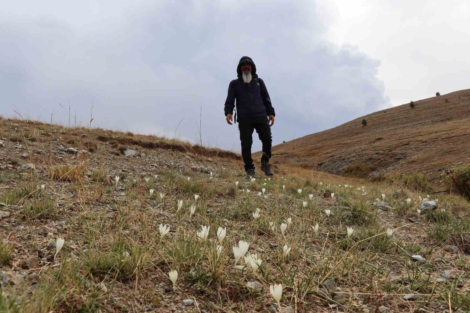 ERZURUM'UN OLTU İLÇESİNDE YAKLAŞIK 2 BİN 500 RAKIMLI KIRDAĞI'NDA VARGİT ÇİÇEKLERİ AÇTI