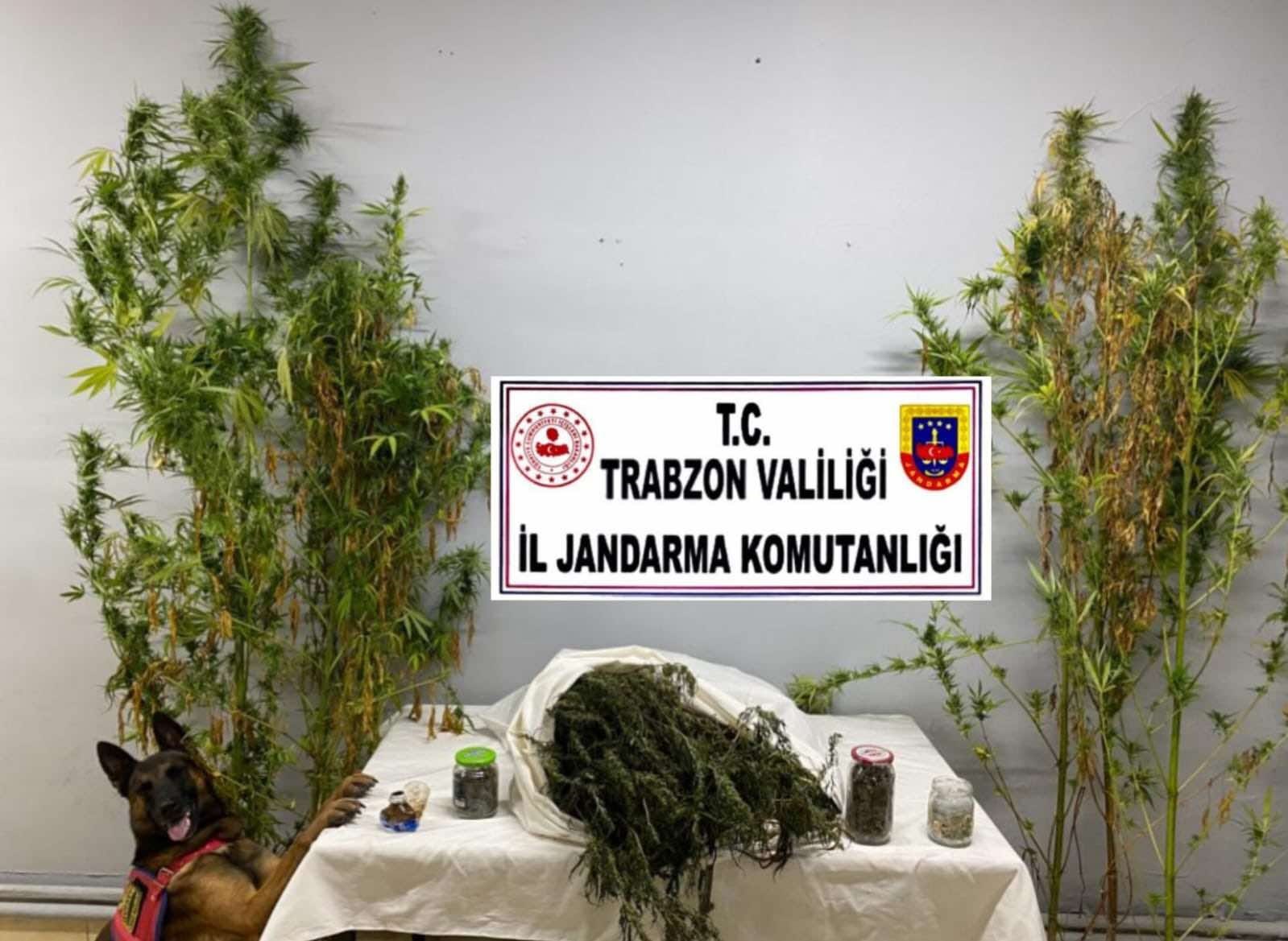 TRABZON'UN MAÇKA İLÇESİNDE JANDARMA EKİPLERİNCE YAPILAN UYUŞTURUCU OPERASYONUNDA 3 ŞÜPHELİ ŞAHIS GÖZALTINA ALINDI