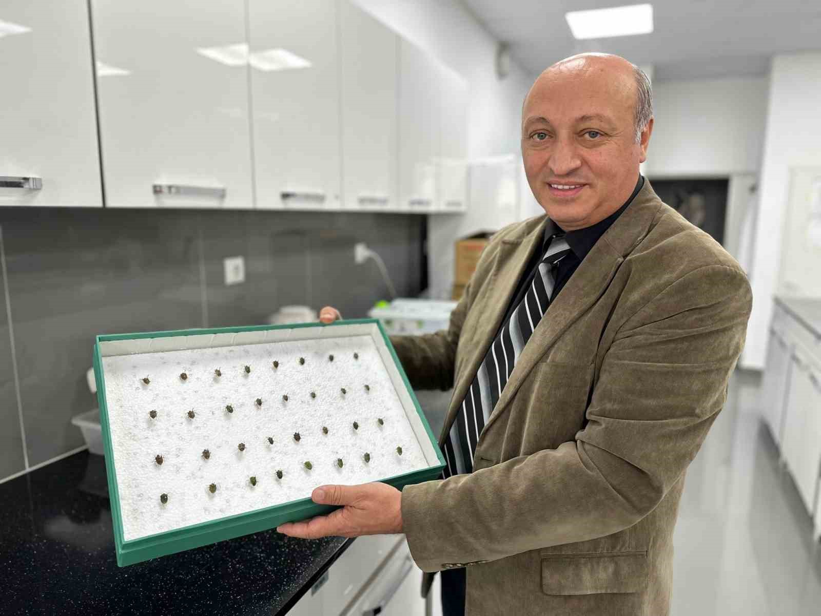 İSTİLACI BİR TÜR OLAN VE ÖZELLİKLE KARADENİZ BÖLGESİ'NDE FINDIK BAŞTA OLMAK ÜZERE YÜZLERCE BİTKİ TÜRÜNE BÜYÜK ZARAR VEREN "KAHVERENGİ KOKARCA" İLE MÜCADELEDE TÜRKİYE'DE DE ÜRETİMİNE BAŞLANAN SAMURAY ARILA