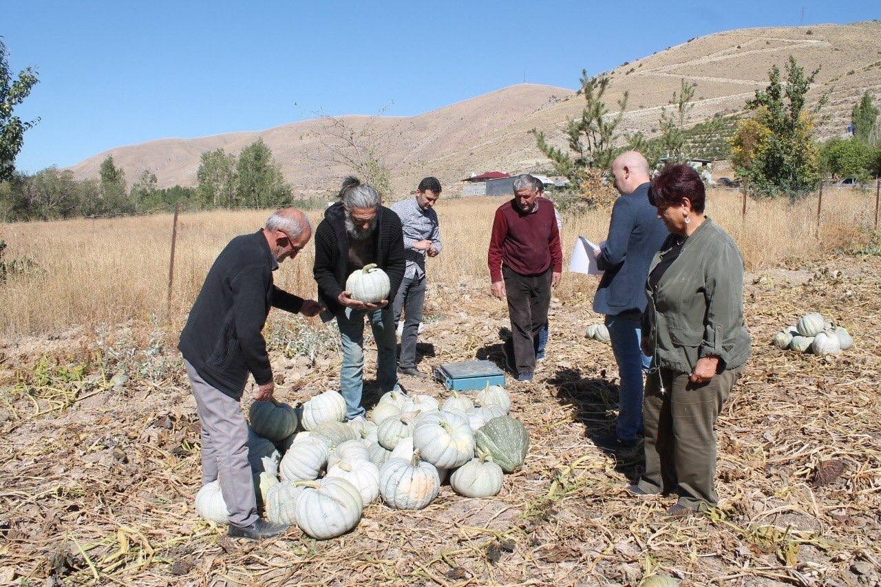 BAYBURT'TA ORGANİK TARIM VE ATA TOHUMUYLA ÜRETİLEN BAYBURT BAL KABAĞI HASADI BAŞLADI