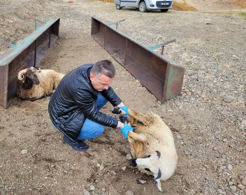 BAYBURT'UN AYDİNTEPE İLÇESİNE BAĞLI SIRATAŞLAR KÖYÜNDE KURTLARIN SALDIRISI SONUCU 50 KOYUN TELEF OLDU 10 KOYUN YARALANDI