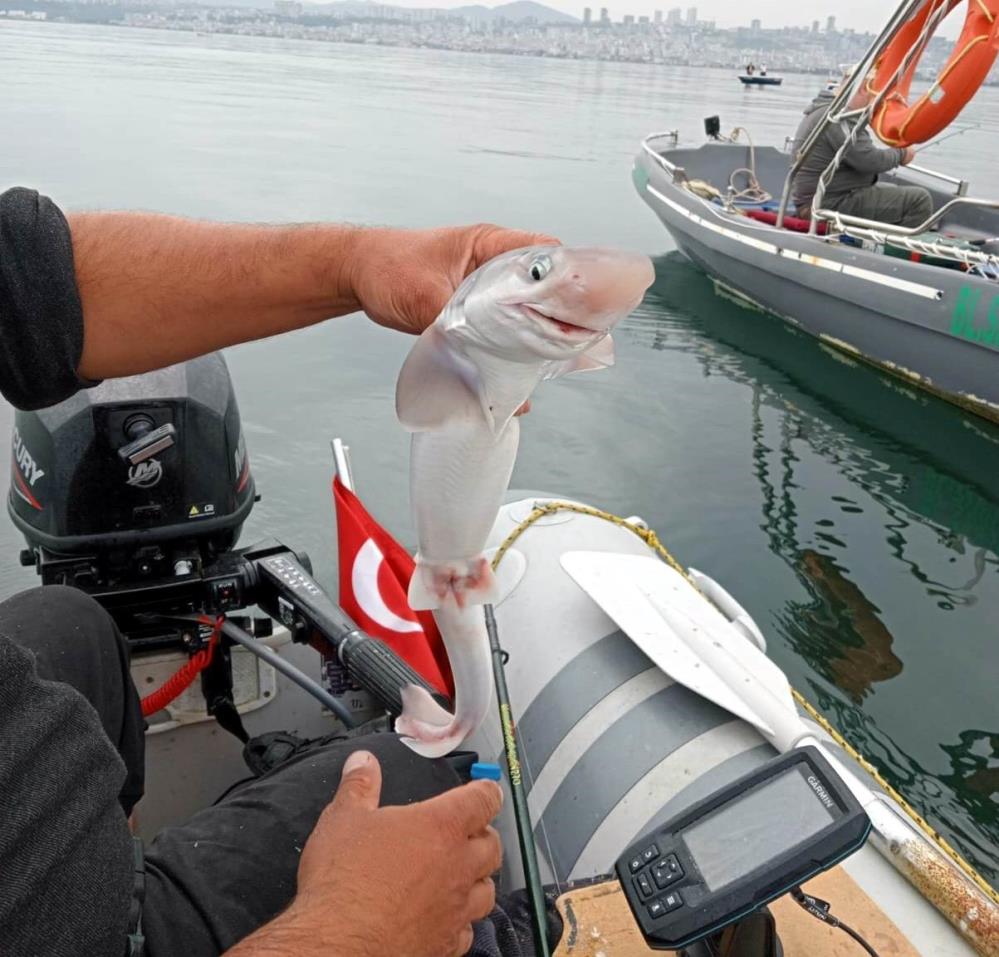 SAMSUN'DA BALIKÇILARININ OLTASINA CAMGÖZ KÖPEKBALIĞI TAKILDI. BALIKÇILAR, YAKLAŞIK 50 CM UZUNLUĞUNDAKİ YAVRU KÖPEKBALIĞINI TEKRAR KARADENİZ'E BIRAKTI
