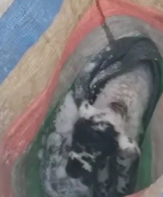 SİS DAĞI YAYLASI’NA KAR BASTIRINCA YAYLADAN GÖÇERKEN UNUTULAN KUZUYU KURTARMAK İÇİN KÖY SAKİNLERİ SEFERBER OLDU. 2 GÜNLÜK YAVRU KUZU YAYLA SAKİNLERİ VE SÜRÜ SAHİBİ TARAFINDAN YAYLADA SAĞ SALİM BULUNDU