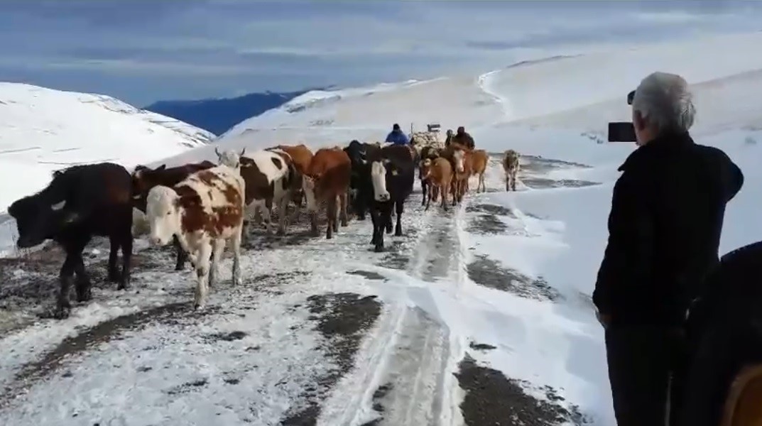 BAYBURT'TA İLKBAHARDA SÜRÜLERİYLE YAYLAYA ÇIKAN ÇOBANLARIN, KAR YAĞIŞIYLA BİRLİKTE ETKİLİ OLAN SOĞUK HAVADA ZORLU DÖNÜŞ YOLCULUĞU DEVAM EDİYOR