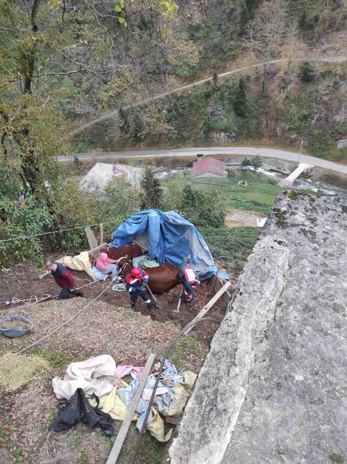 TRABZON'UN ARAKLI İLÇESİNDE UÇURUMDAN AŞAĞI DÜŞEREK BULUNDUĞU YERDE MAHSUR KALAN İNEĞİ İTFAİYE EKİPLERİ KURTARDI