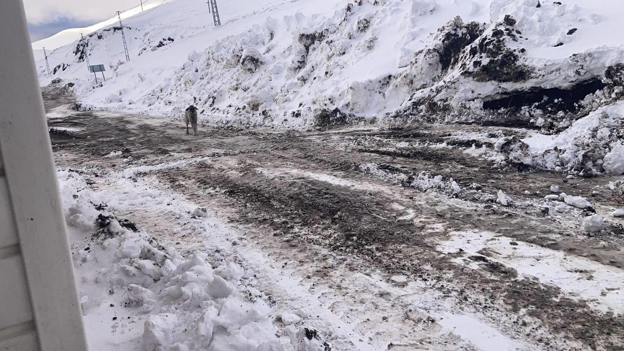 BAYBURT-ERZURUM KARA YOLU KOP DAĞI GEÇİDİNDE KARAYOLLARINA AİT BAKIMEVİ CİVARINDA BIRAKILAN ONLARCA BAŞIBOŞ KÖPEK TEHLİKE SAÇIYOR
