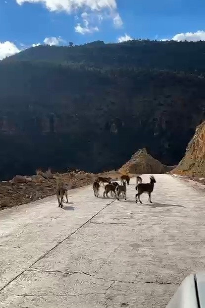 YABAN KEÇİLERİ GÜMÜŞHANE’Yİ MESKEN TUTTU. GÜMÜŞHANE'DE SON GÜNLERDE SÜRÜLER HALİNDE GEZEN BU HAYVANLAR YOLLARDA VE KIRSAL KESİMDE SIK SIK VATANDAŞLARIN KARŞISINA ÇIKIYOR