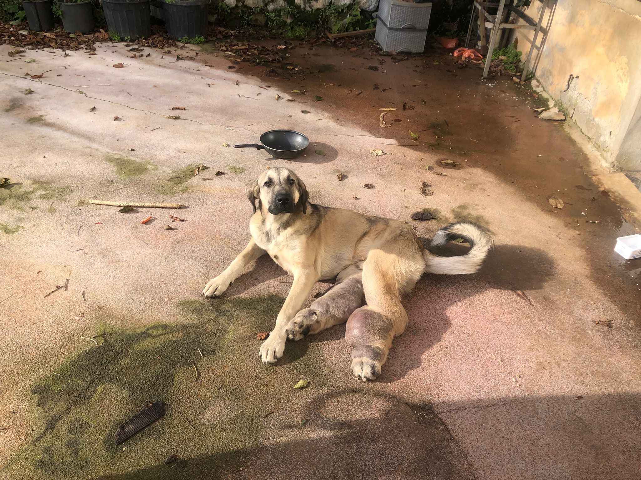 RİZE PAZAR'DA SOKAK KÖPEĞİ İSTANBUL'A TEDAVİYE GÖNDERİLDİ. VATANDAŞLAR TARAFINDAN FARK EDİLİP BELEDİYEYE HABER VERİLEN SOKAK KÖPEĞİ AYAKLARINDAKİ ŞİŞLİKLER TEDAVİ EDİLEMEYİNCE İSTANBUL'A GÖNDERİLDİ