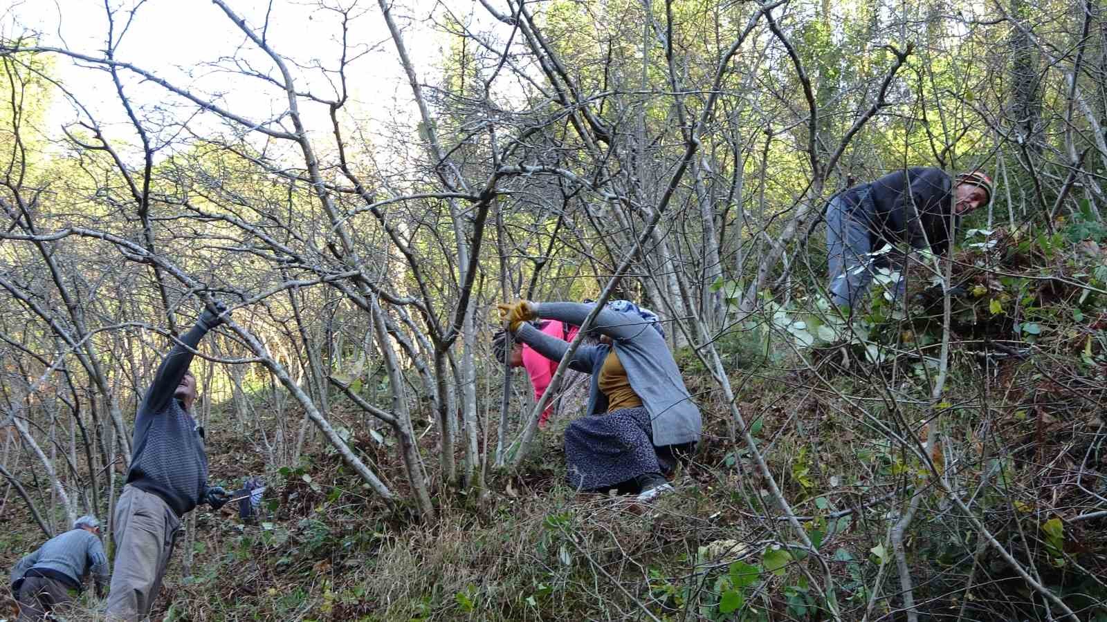 ORDU İL TARIM VE ORMAN MÜDÜRÜ KEMAL YILMAZ, TOPRAK ANALİZİ, DOĞRU GÜBRELEME VE BUDAMA ÇALIŞMALARI İLE FINDIKTA VERİMİN DEKAR BAŞINA 80-100 KİLOGRAMDAN 300 KİLOGRAMA KADAR ARTTIRILABİLECEĞİNİ SÖYLEDİ