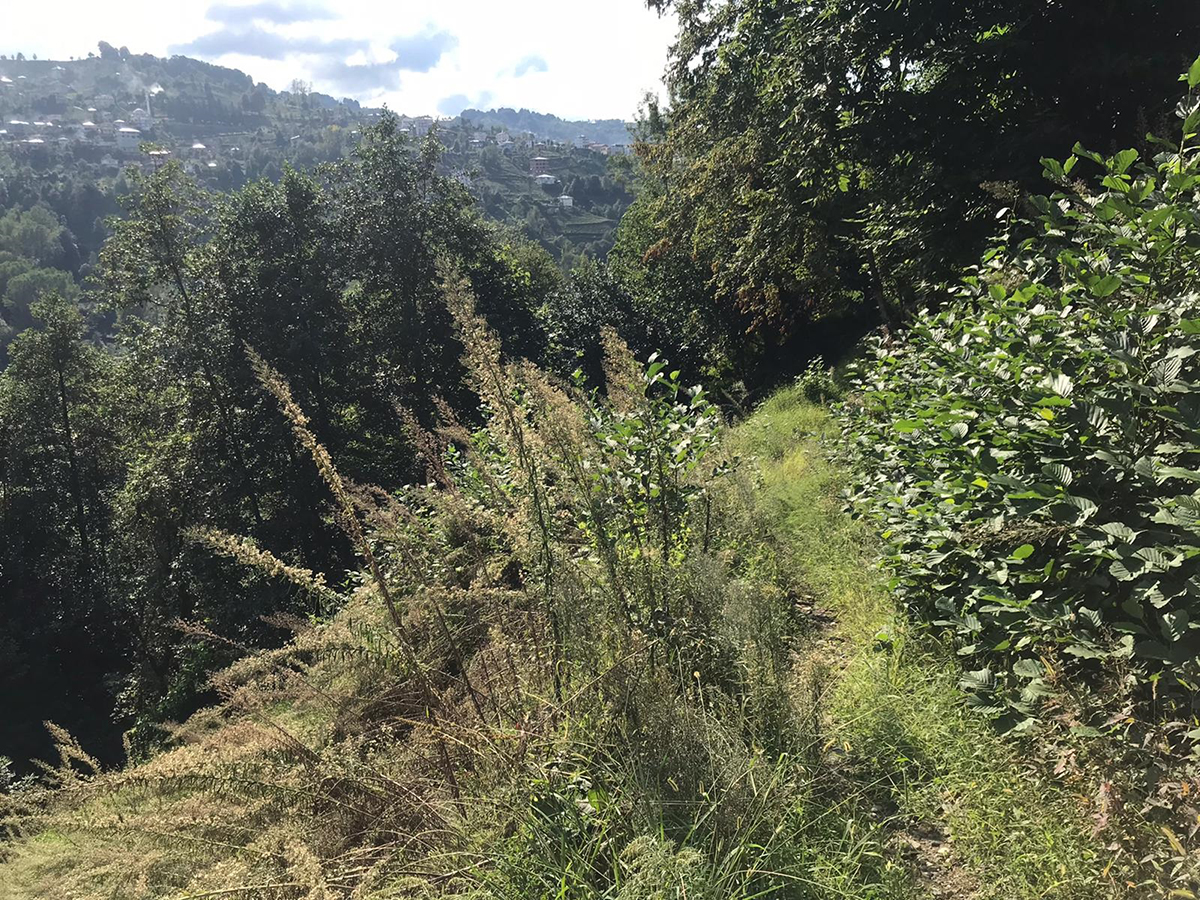 rize-derepzari-eriklimani-3.jpg