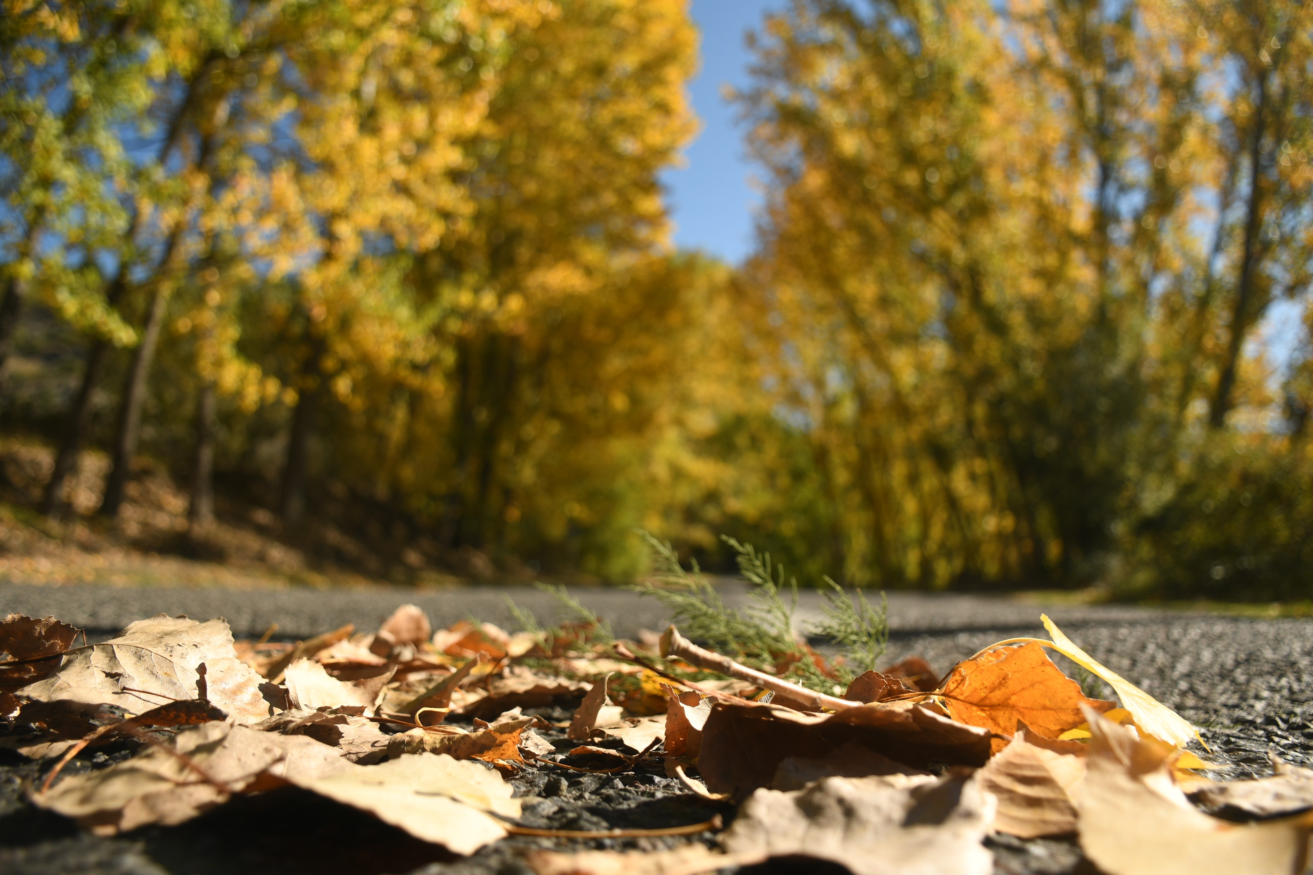 artvin-manzara-13.jpg