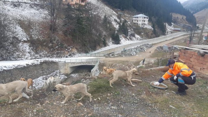 trabzon-hayvan-1.jpg