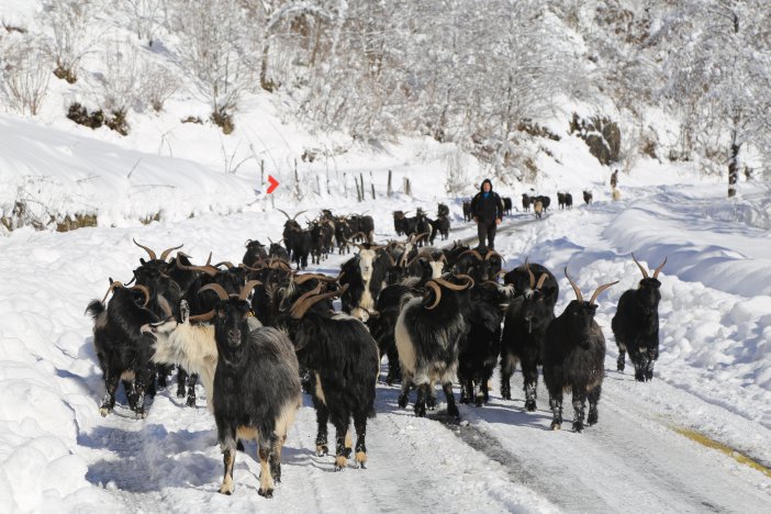 artvin-kis-hayvan-1.jpg