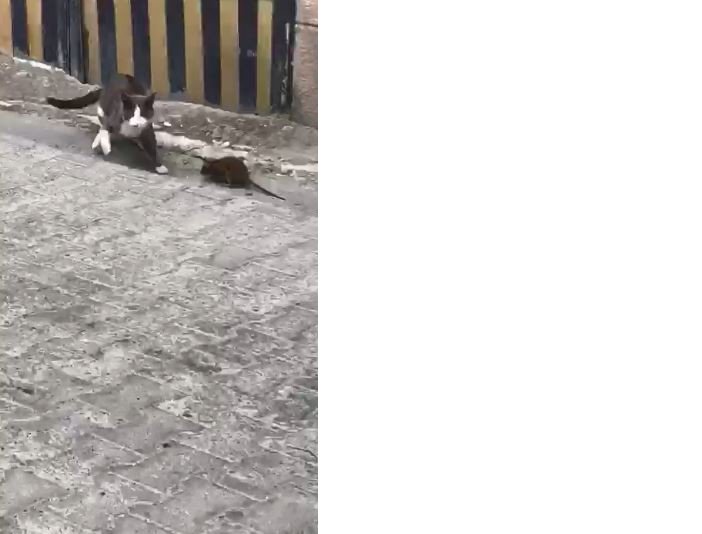 kedi-fare-13.jpg