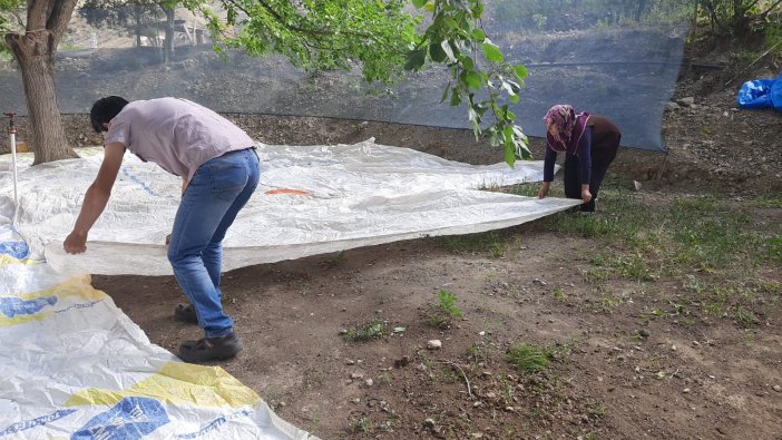 Artvin’de Meşhur İşhan Pekmezi Geleneksel Yöntemlerle Hazırlanıyor