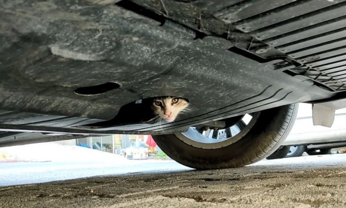 Aracın Motor Bölümünde Sıkışan Kedi İçin Not Bıraktı