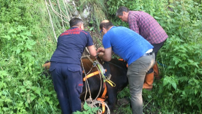 Trabzon’da Mahsur Kalan İnekleri Kurtarma Operasyonu