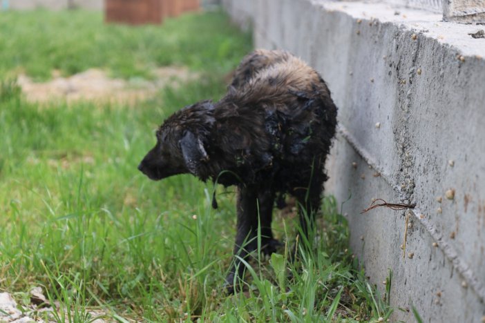 Yol Kenarına Dökülen Zifte Bulanan Köpek 3.5 Saatte Kurtarıldı