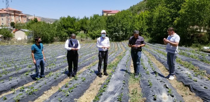 Dokap’ın Destekleri İle Siyez Buğdayı Ve Tescilli Çamoluk Kuru Fasulyesi İçin Yatırımlar Devam Ediyor