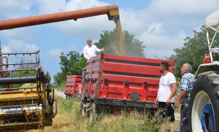 Bafra Ovası’nda Arpa Hasadı Başladı