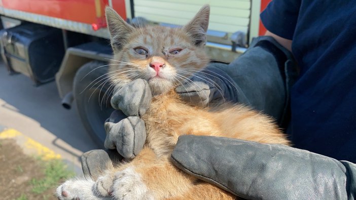 Otomobilin Motor Kısmına Giren Yavru Kedileri İtfaiye Ekipleri Kurtardı