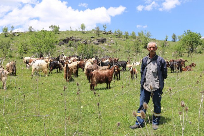 Halep Keçileri Ordu Yaylalarında