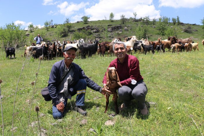 Halep Keçileri Ordu Yaylalarında