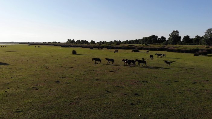 Deltada Bulunan Yılkı Atları Havadan Görüntülendi
