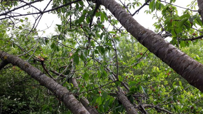 Aç Kalan Ayılar, Kiraz Ağaçlarına Dadanınca Çiftçiler Zarar Etti