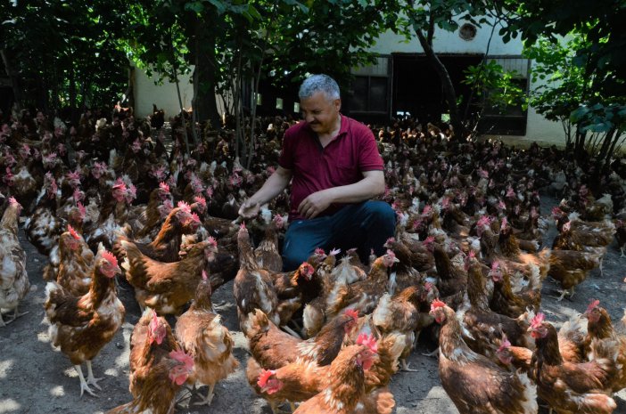 Ek Gelir Getirsin Diye Başladı, Aylık Yaklaşık 30 Bin Organik Yumurta Üretiyor