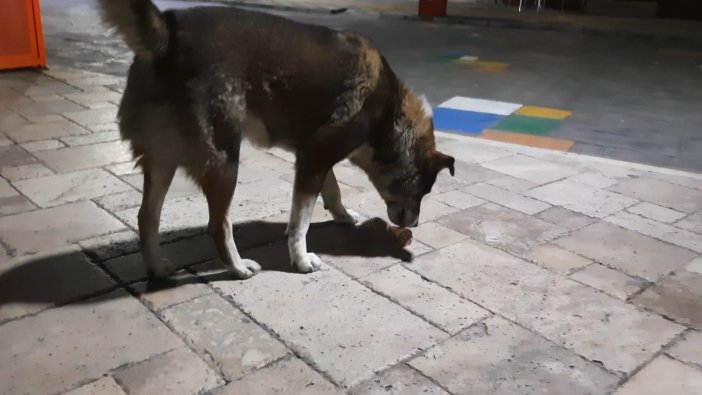 Dondurma Yiyen Köpek Gülümsetti