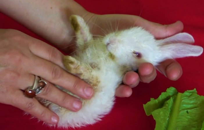 Anne-kızın Çabası Minik Tavşanı Yaşatmaya Yetmedi