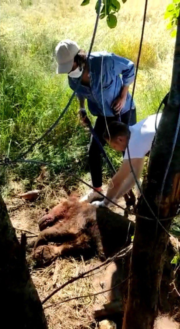 Tellere Takılan Ayı Uyutularak Kurtarıldı